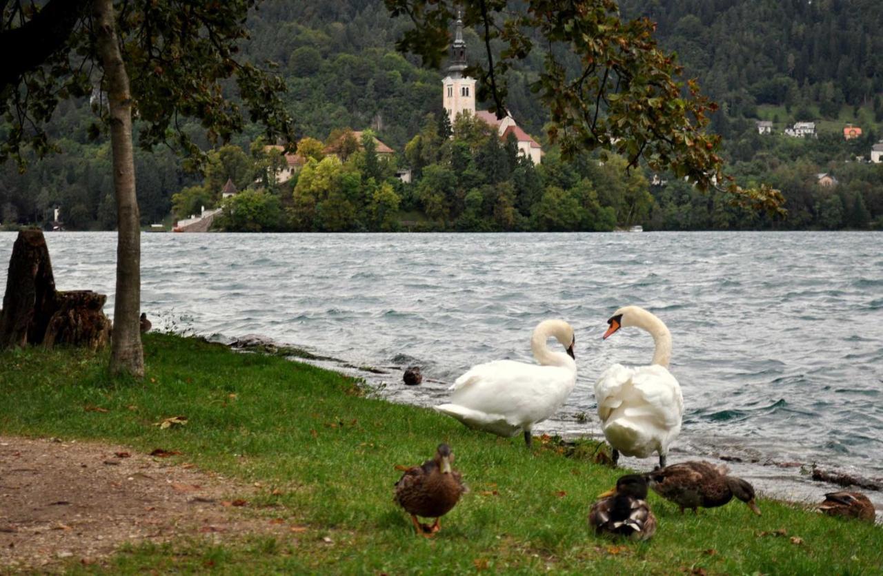 Apartament Apartma Toro Bled Zewnętrze zdjęcie